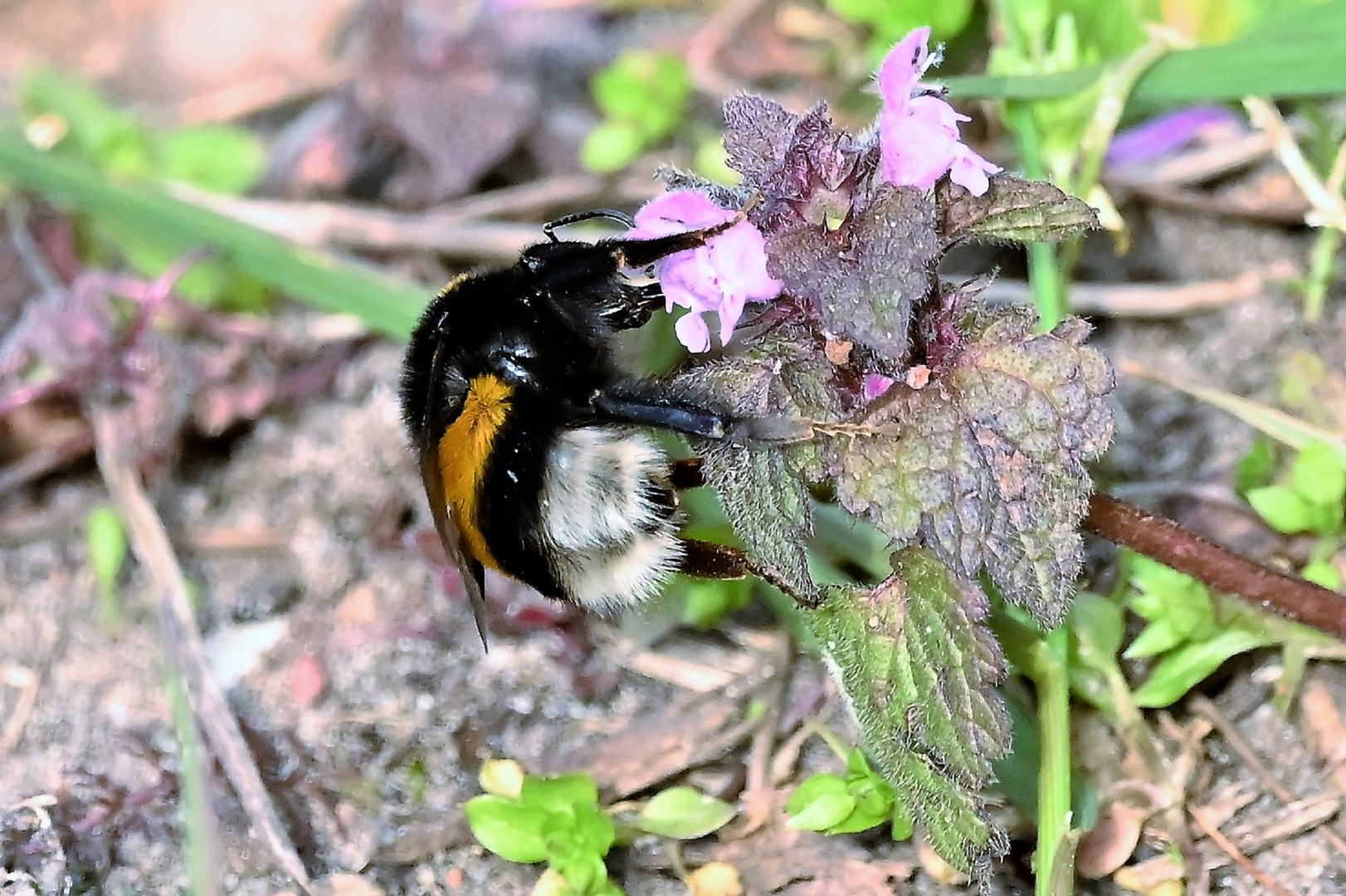 Dunkle Erdhummel