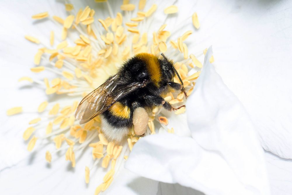 Dunkle Erdhummel