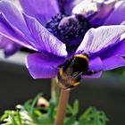 Dunkle Erdhummel an Anemone