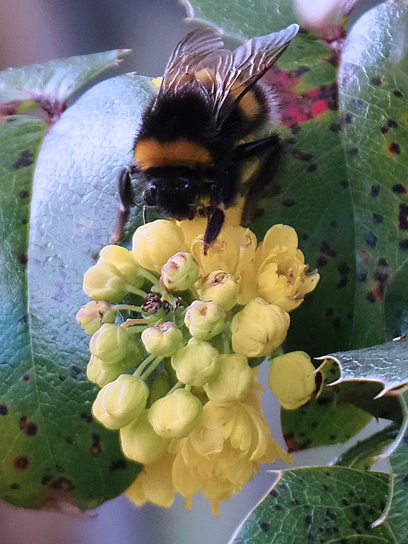 Dunkle Erdhummel auf Blütendolde