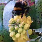 Dunkle Erdhummel auf Blütendolde