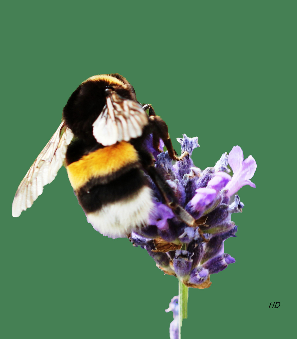 Dunkle Erdhummel auf Lavendel