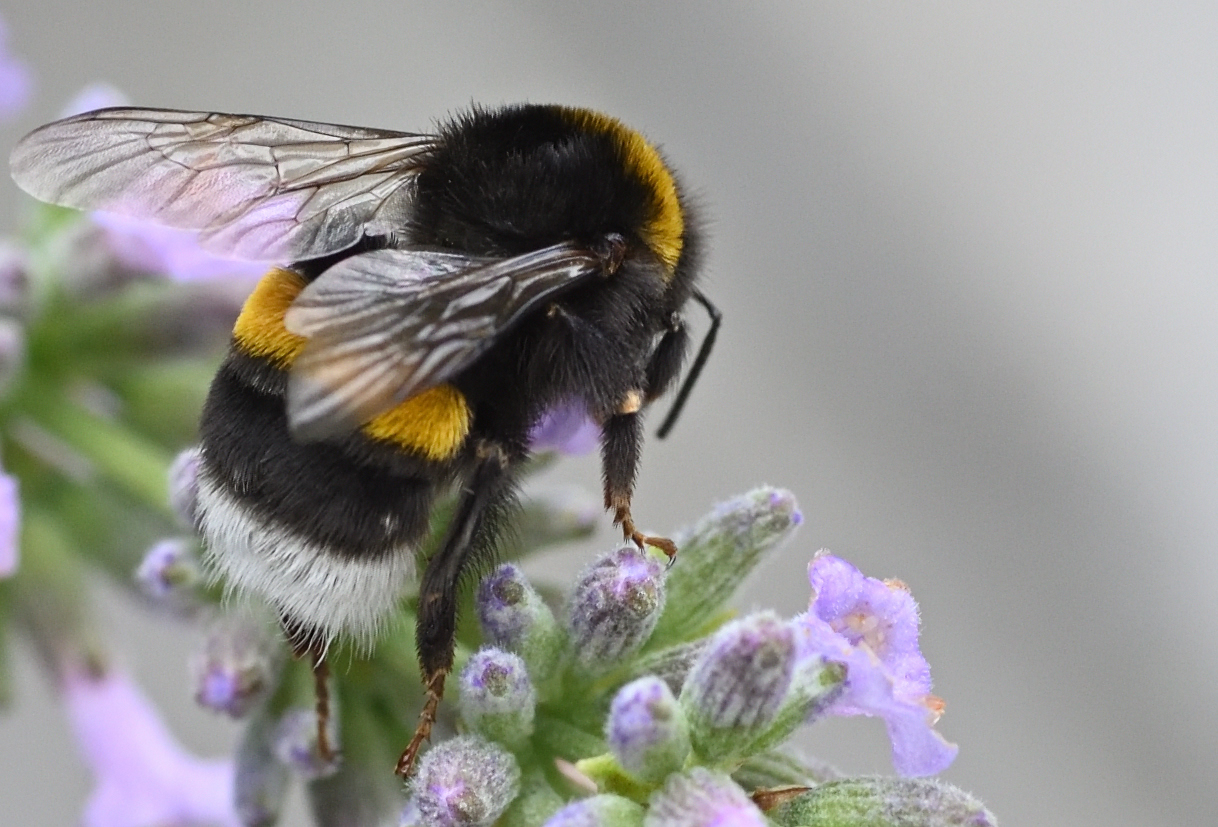 Dunkle Erdhummel auf Lavendel