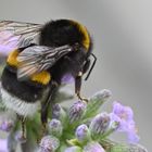 Dunkle Erdhummel auf Lavendel