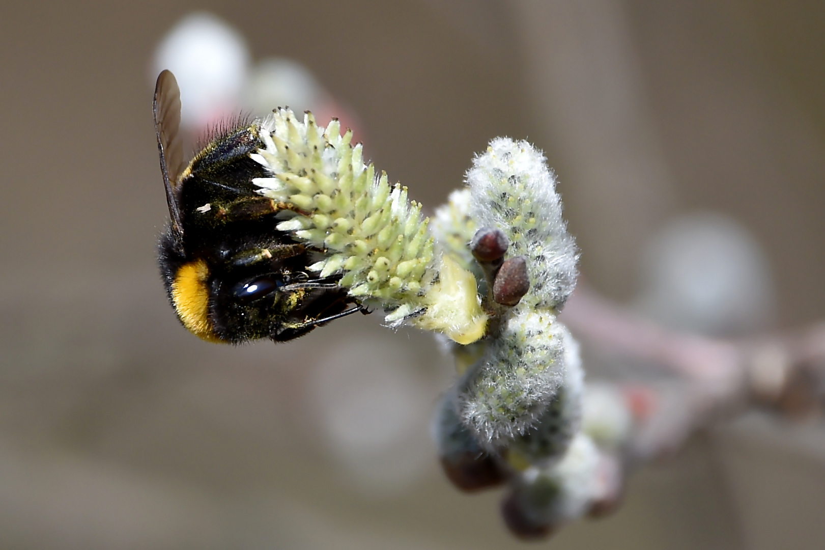 Dunkle Erdhummel