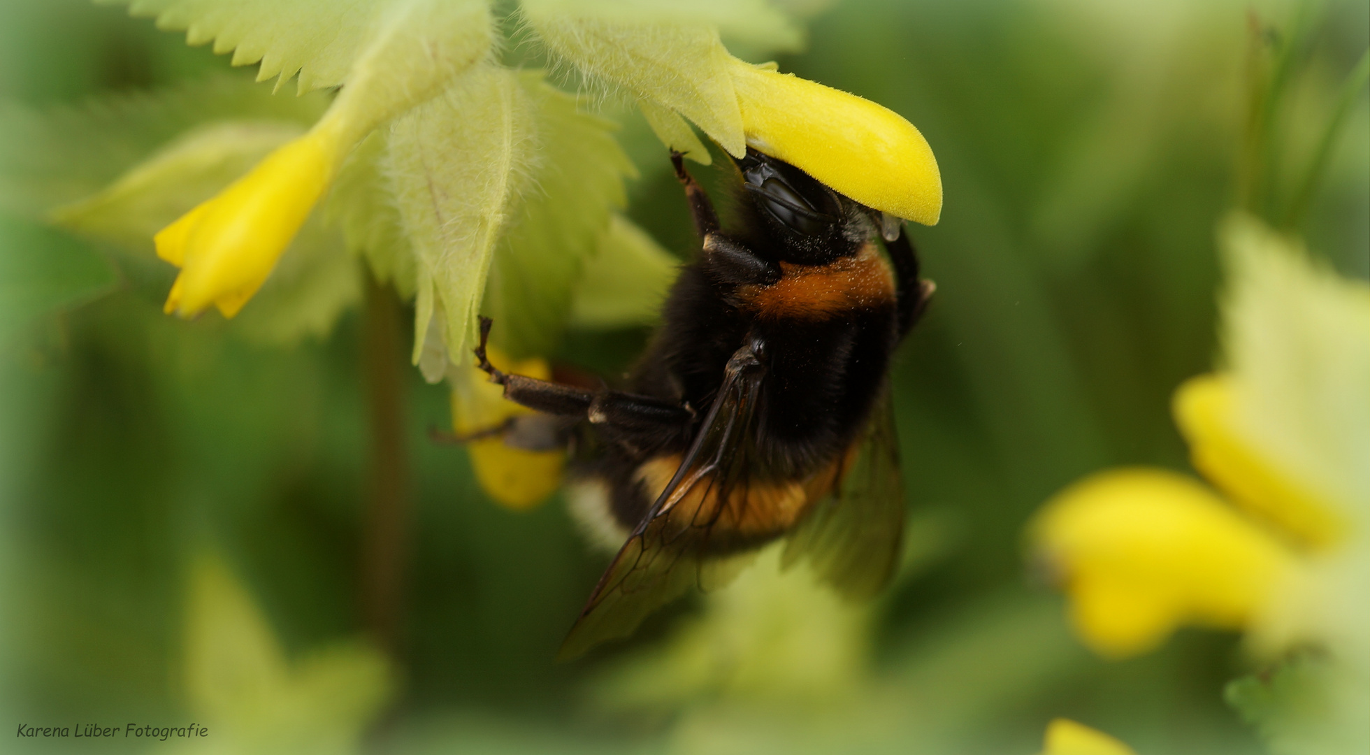 Dunkle Erdhummel