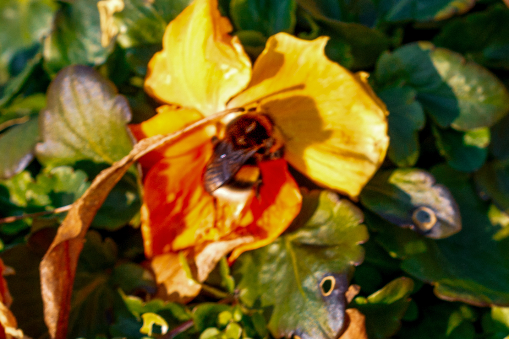 Dunkle Erdhummel bei der Nestsuche