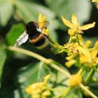 Dunkle Erdhummel (Bombus terrestris)