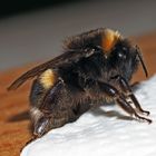 Dunkle Erdhummel (Bombus terrestris)