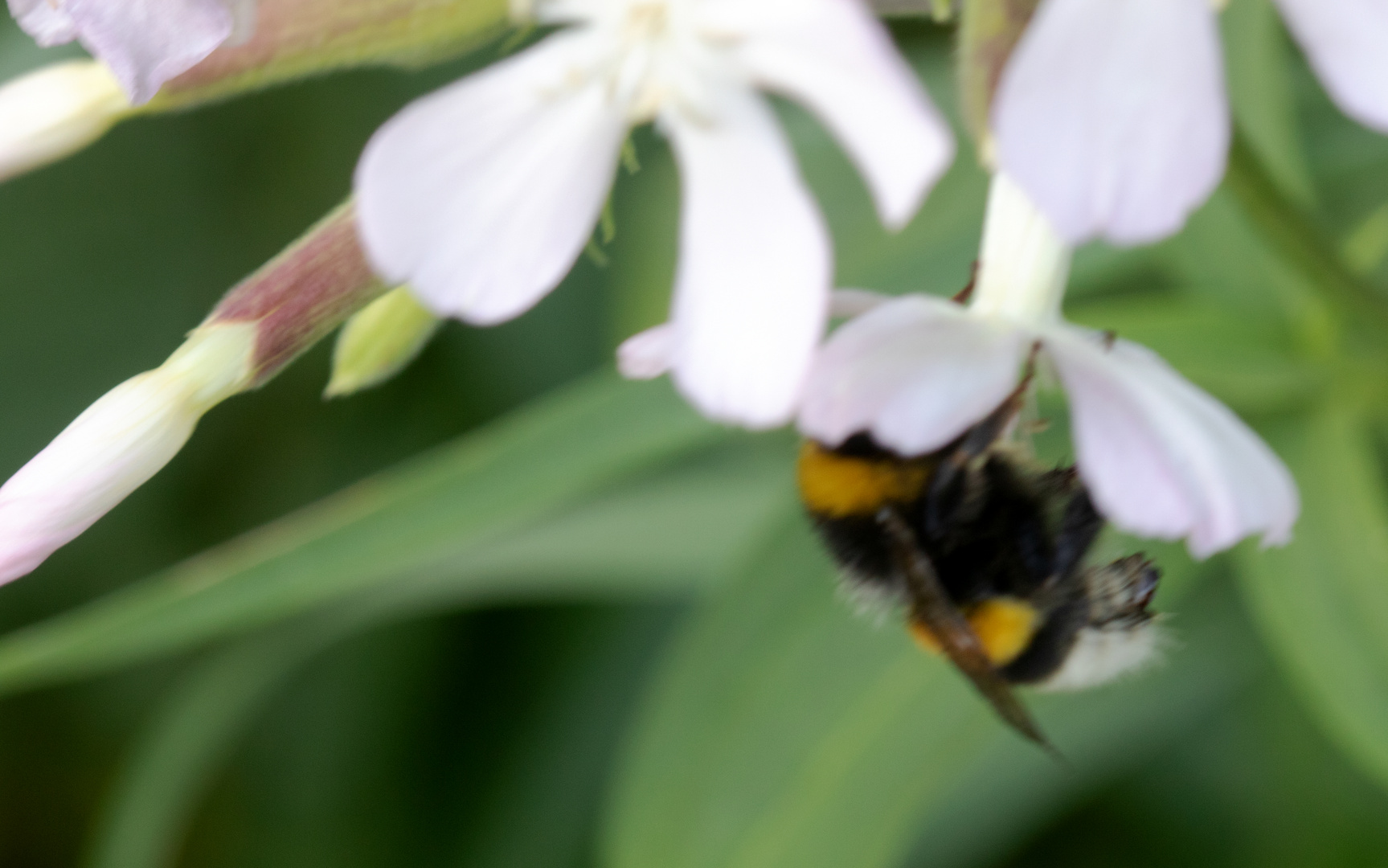 Dunkle Erdhummel (Bombus terrestris)