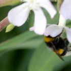 Dunkle Erdhummel (Bombus terrestris)