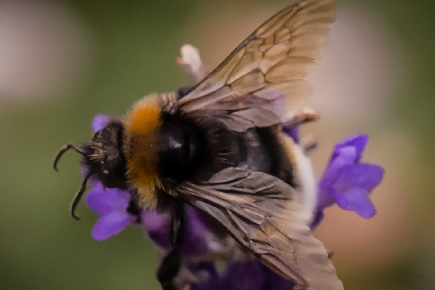 Dunkle Erdhummel (Bombus terrestris) Foto &amp; Bild | natur, insekten ...