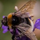 Dunkle Erdhummel (Bombus terrestris)