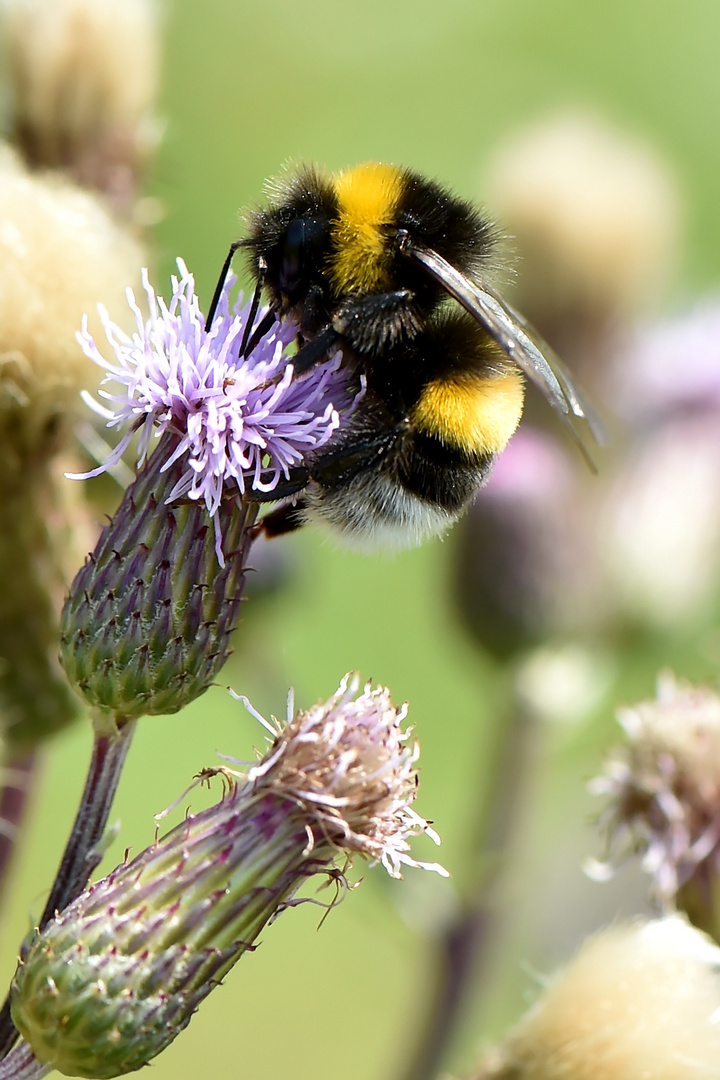 Dunkle Erdhummel (Bombus terrestris)