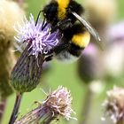 Dunkle Erdhummel (Bombus terrestris)