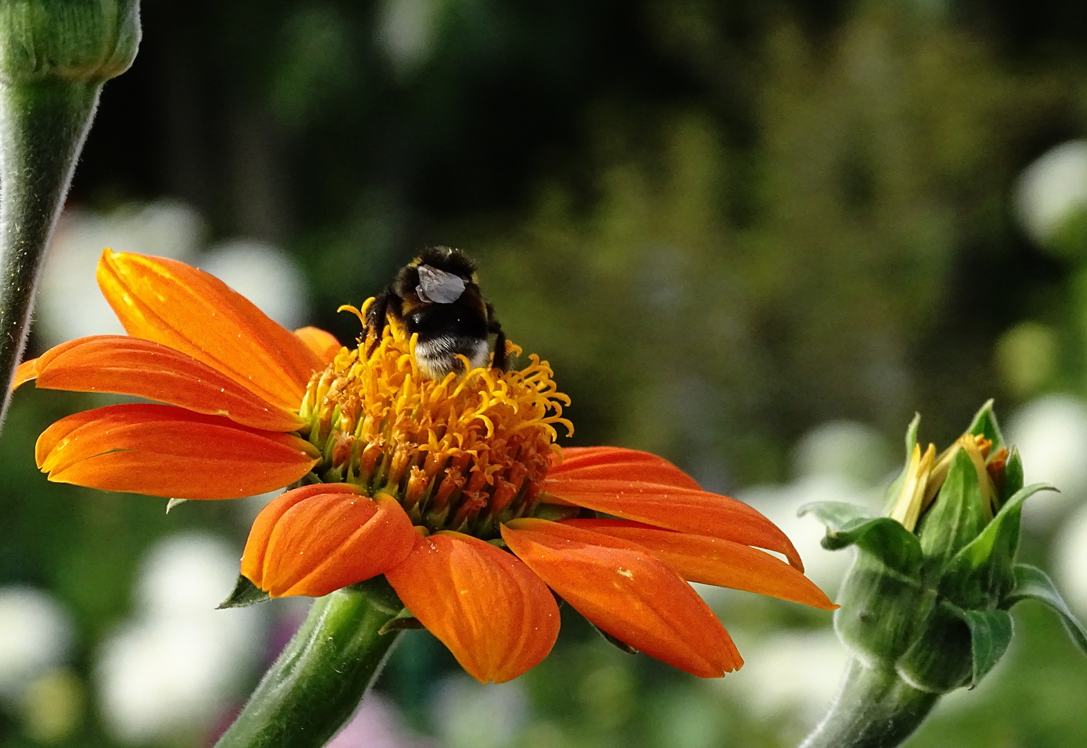 "Dunkle Erdhummel" (Bombus terrestris)...