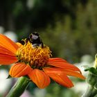 "Dunkle Erdhummel" (Bombus terrestris)...