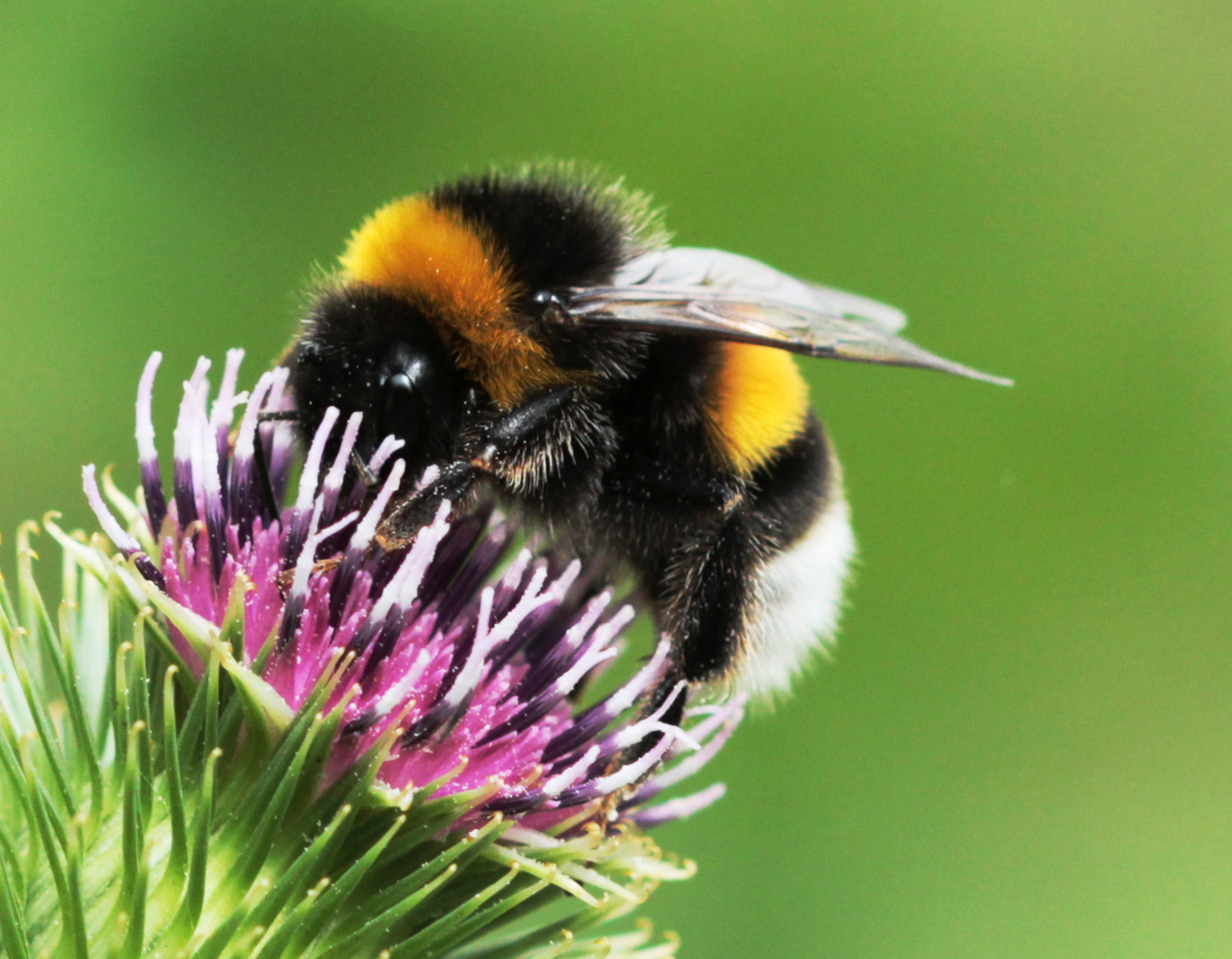 Dunkle Erdhummel (Bombus terrestris)