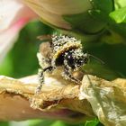 Dunkle Erdhummel (Bombus terrestris)