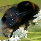 Dunkle Erdhummel (Bombus terrestris)