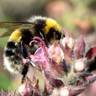 Dunkle Erdhummel (Bombus terrestris)