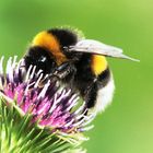 Dunkle Erdhummel (Bombus terrestris)  