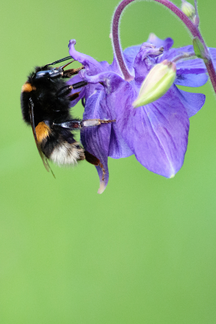 Dunkle Erdhummel (Bombus terrestris)