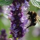 Dunkle Erdhummel (Bombus terrestris) 