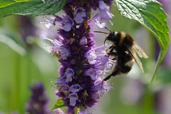 Dunkle Erdhummel (Bombus terrestris) 