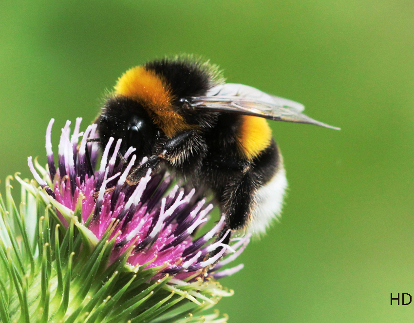 Dunkle Erdhummel (Bombus terrestris)