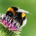 Dunkle Erdhummel (Bombus terrestris)