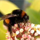 Dunkle Erdhummel (Bombus terrestris)