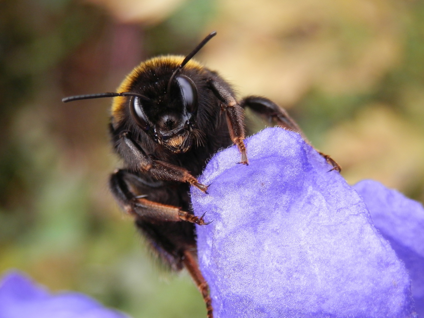 Dunkle Erdhummel (Bombus terrestris) im Porträt