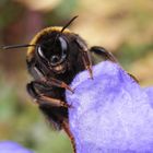 Dunkle Erdhummel (Bombus terrestris) im Porträt