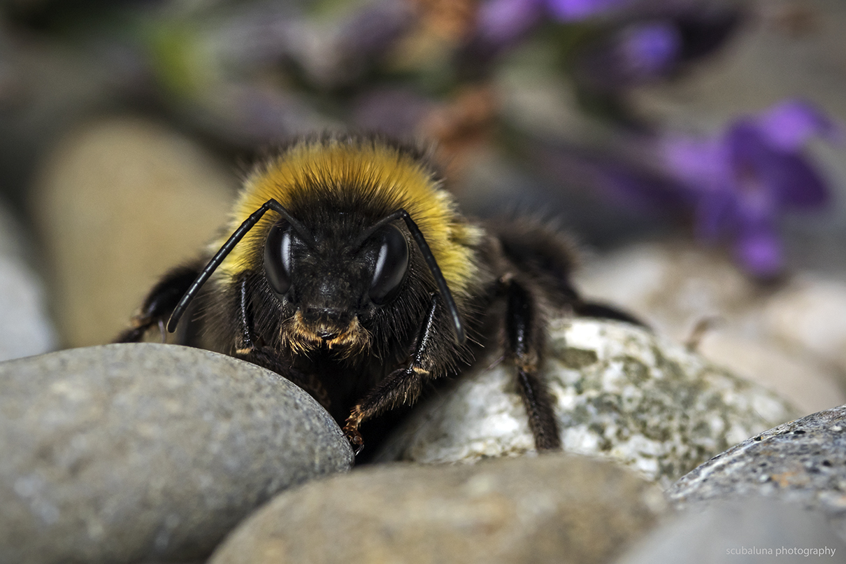 Dunkle Erdhummel