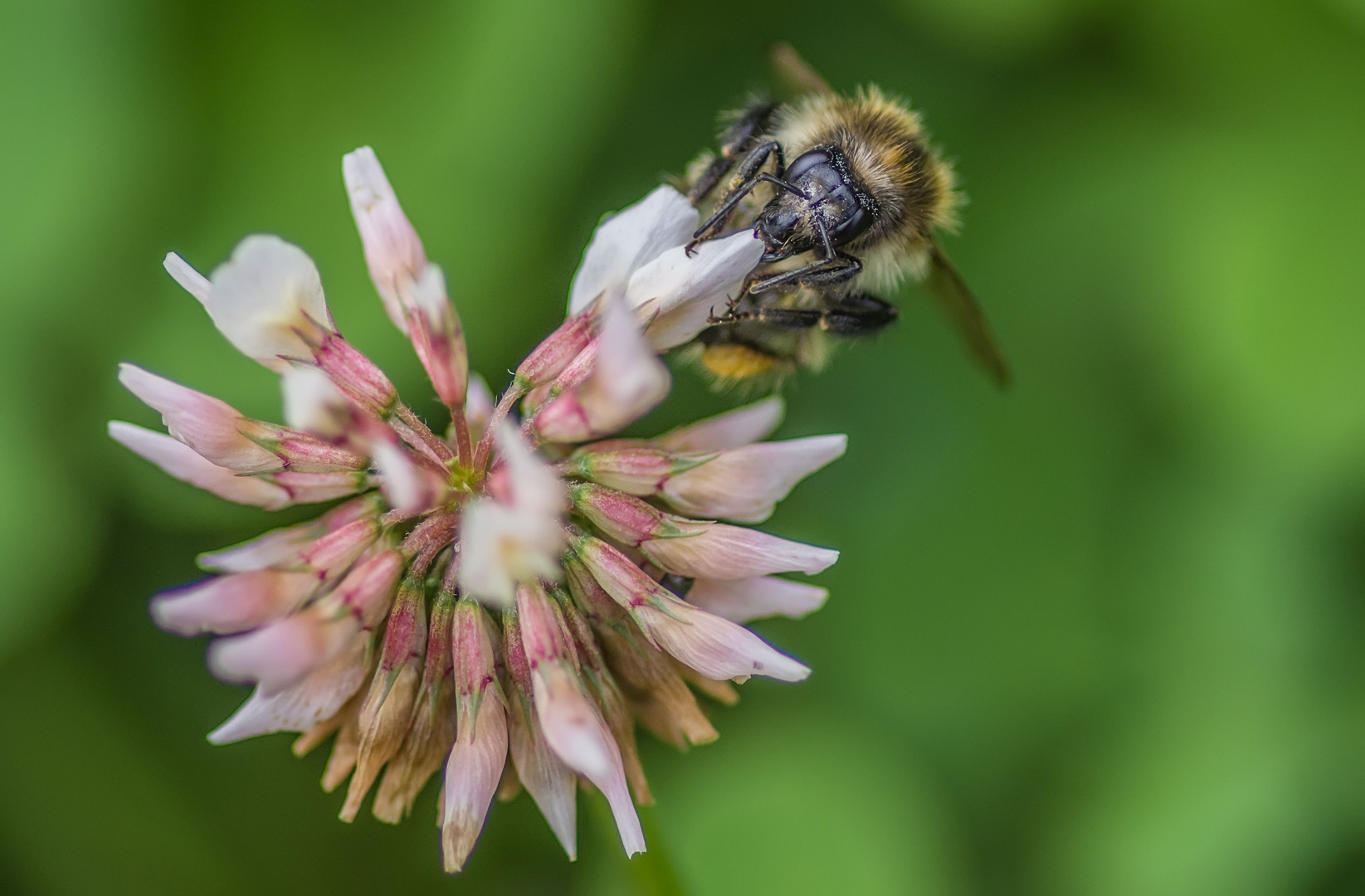 Dunkle Erdhummel