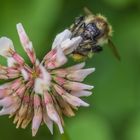 Dunkle Erdhummel