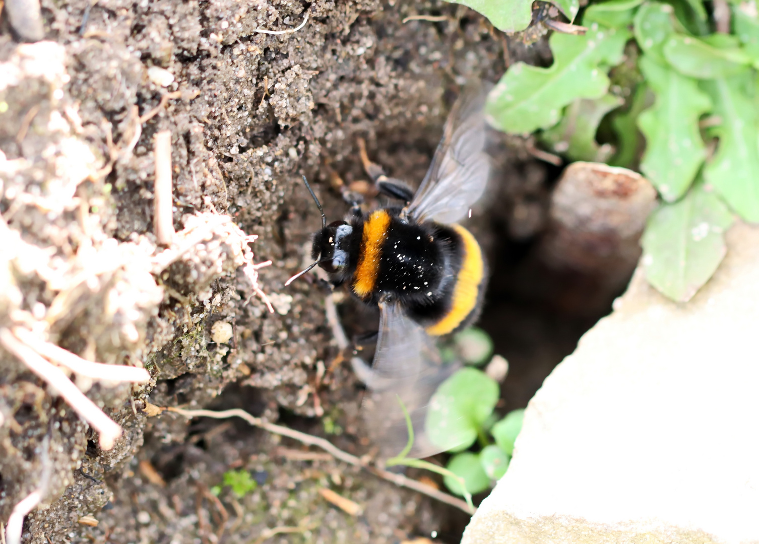 dunkle Erdhummel