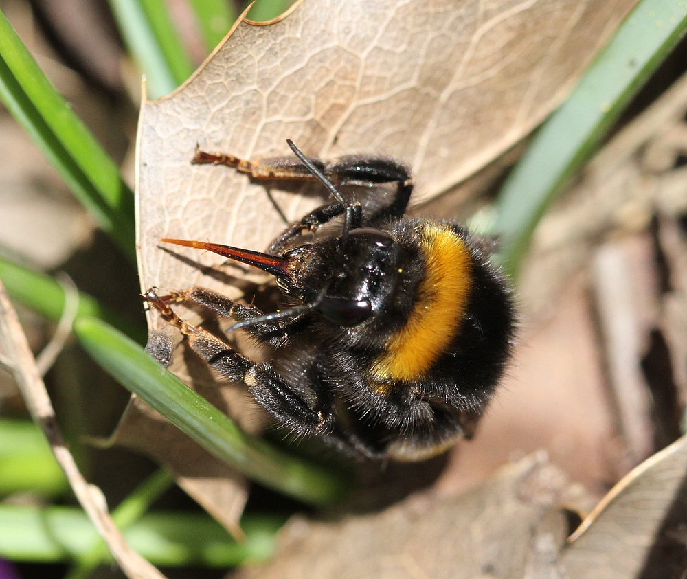 Dunkle Erdhummel