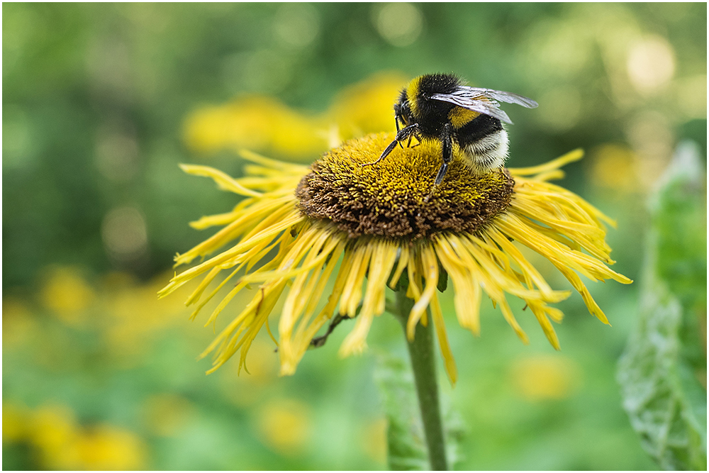 Dunkle Erdhummel