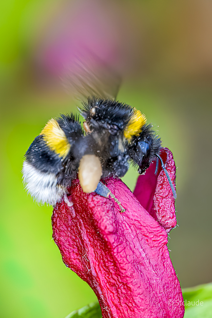 Dunkle Erdhummel