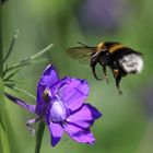 Dunkle Erdhummel im Anflug