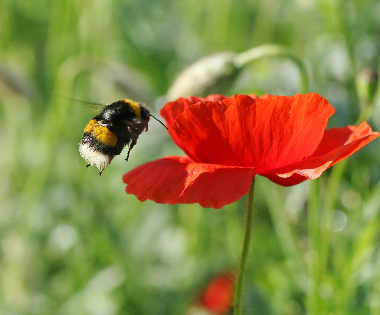 dunkle Erdhummel in Anflug auf Mittwochsblümchen