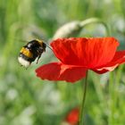 dunkle Erdhummel in Anflug auf Mittwochsblümchen