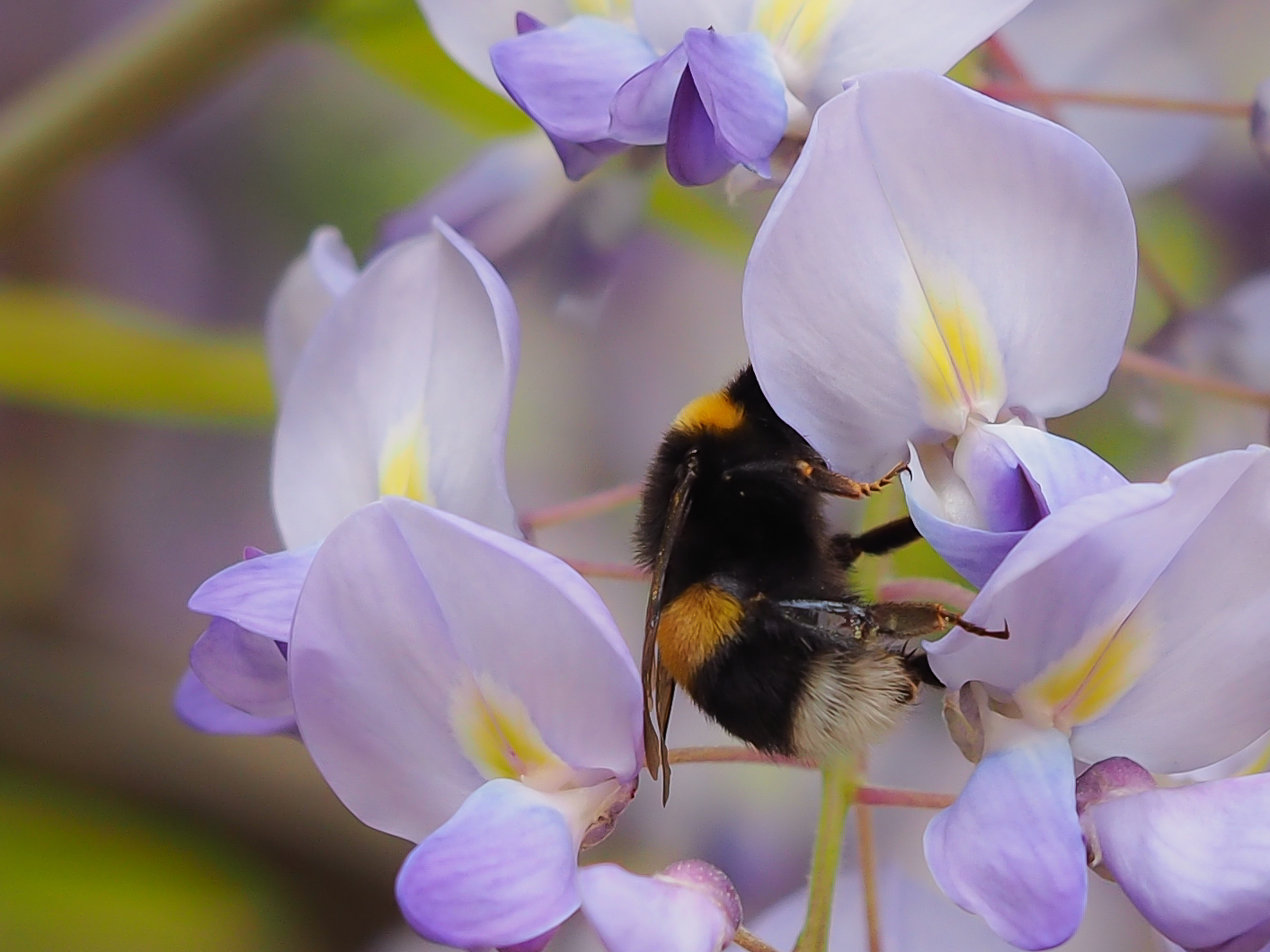 Dunkle Erdhummel kopflos im Blütenrausch des Blauen Regens