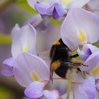 Dunkle Erdhummel kopflos im Blütenrausch des Blauen Regens