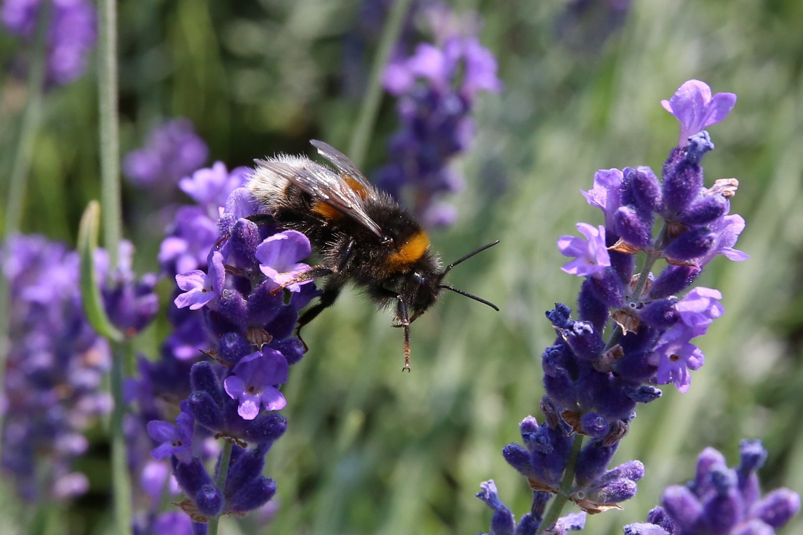 dunkle Erdhummel, welche Blüte ist denn meine.....