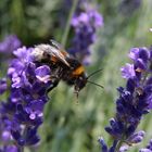 dunkle Erdhummel, welche Blüte ist denn meine.....