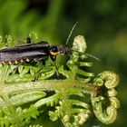 Dunkle Fliegenkäfer (Weichkäfer)