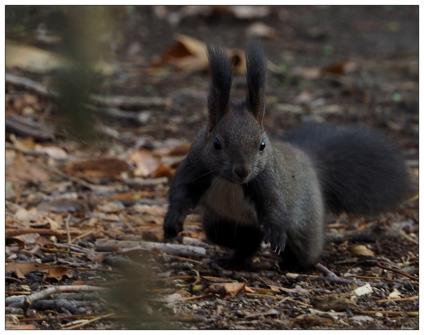 dunkle (Geschwister-)Hörnchen ...